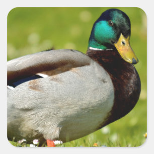 Sticker Carré Drake mallard sur l'herbe