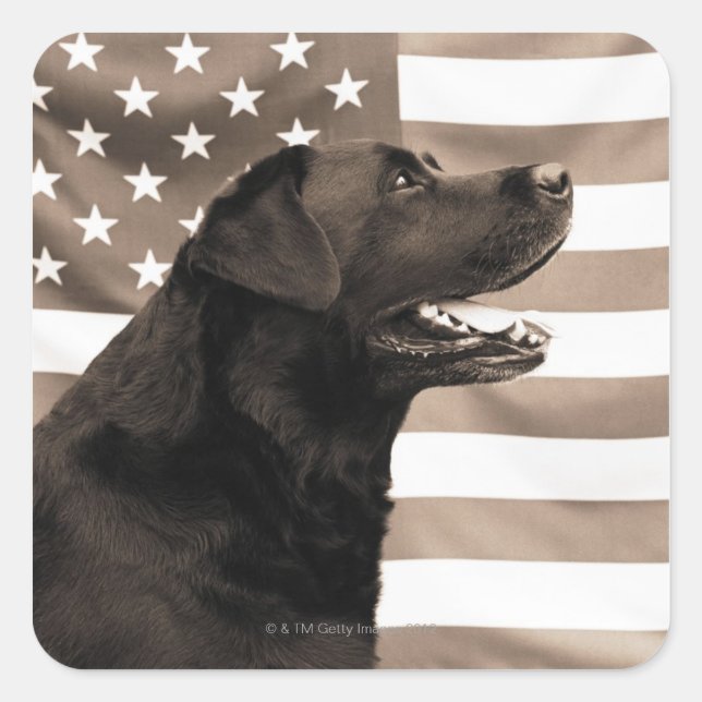 Sticker Carré Drapeau de chien et américain (Devant)