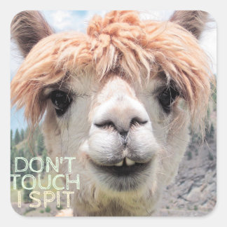 Sticker Carré Drôle Alpaca Llama Ne touche pas Je crache