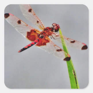 STICKER CARRÉ DSC00029.JPG