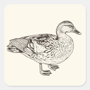 Sticker Carré Duck Sketch