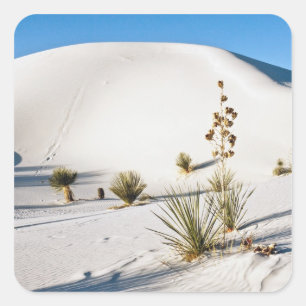 Sticker Carré Dunes transversales et Yucca à feuilles de savon