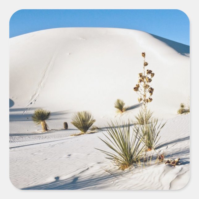 Sticker Carré Dunes transversales et Yucca à feuilles de savon (Devant)