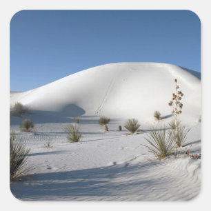 Sticker Carré Dunes transversales et Yucca à feuilles de savon