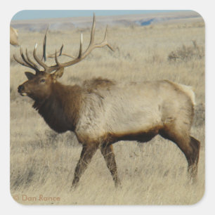 Sticker Carré E55 Bull Elk