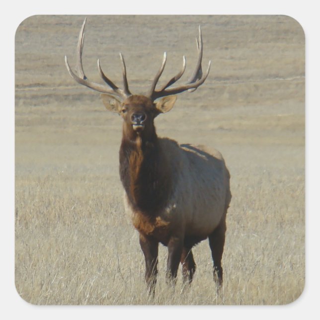 Sticker Carré E59 Bull Elk énorme Bull (Devant)
