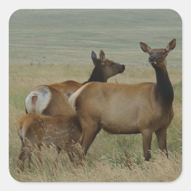 Sticker Carré E61 Vache Wapiti et Jeune (Devant)