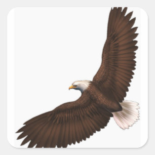 Sticker Carré Eagle chauve montant