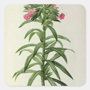 Sticker Carré Echium Grandiflorum