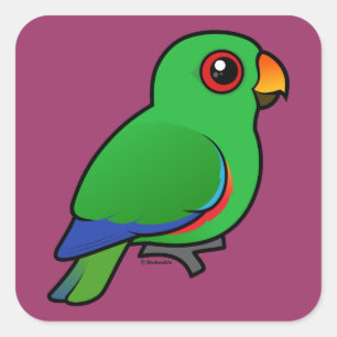 Sticker Carré Eclectus Parrot mâle
