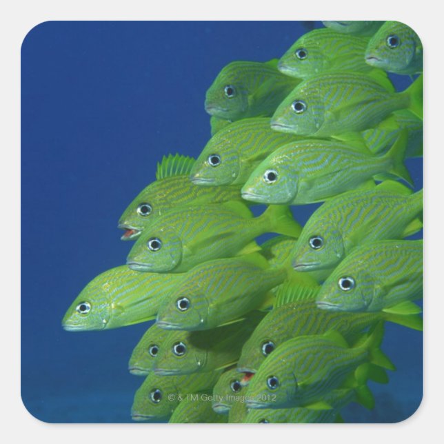 Sticker Carré Ecole de grunts bleus français et marguerites (Devant)