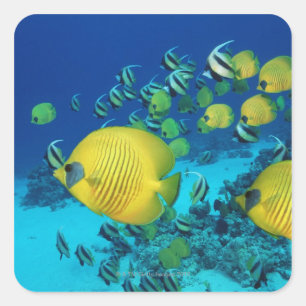 Sticker Carré École de la natation de poissons de papillon sur