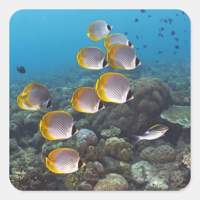 Sticker Carré École de poissons 2 (Devant)