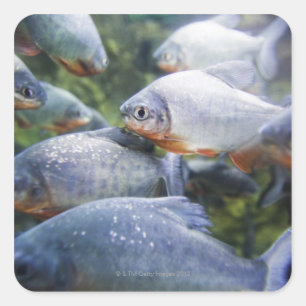 Sticker Carré École des piranhas (nattereri de Pygocentrus)