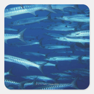 Sticker Carré École des poissons 9