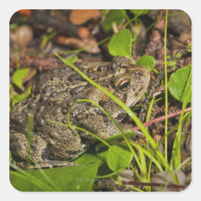 Sticker Carré edmonton, alberta, canada (Devant)