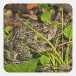 Sticker Carré edmonton, alberta, canada