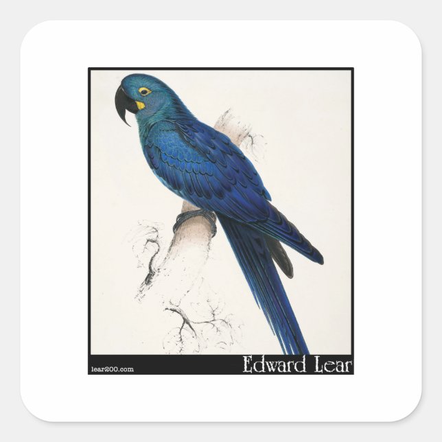 Sticker Carré Edward Lear et Hyacinth Macaw (Devant)