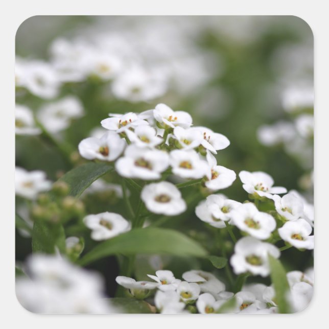Sticker Carré Effacer cristal blanc Alyssum (Devant)