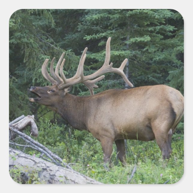 Sticker Carré Élan bugling dans le parc national de Banff, Canad (Devant)