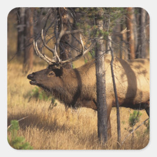 Sticker Carré élan, Cervus elaphus, taureau claironne dans un br