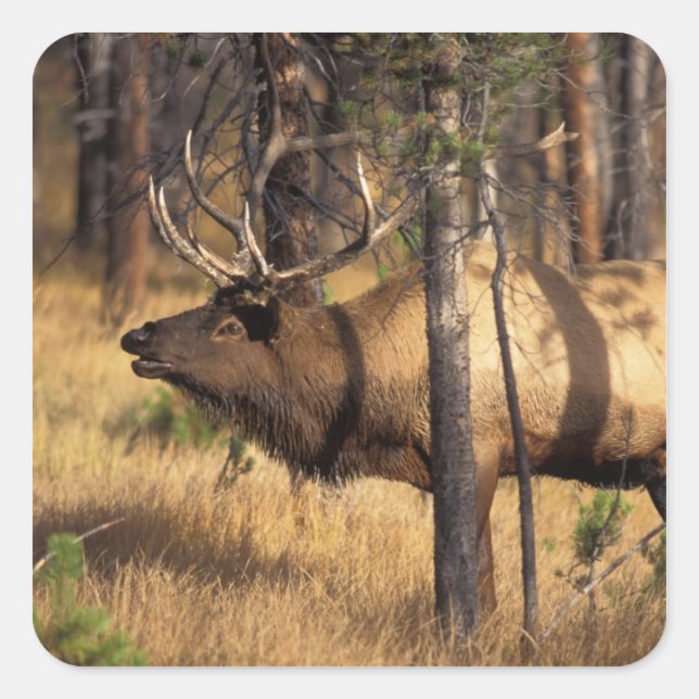 Sticker Carré élan, Cervus elaphus, taureau claironne dans un br (Devant)