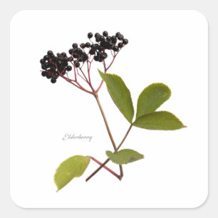 Sticker Carré Elderberry