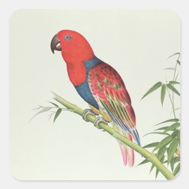 Sticker Carré Electus Parrot, sur une pousse de bambou (Devant)