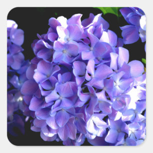Sticker Carré Elégante florales violettes profondes perwinkle hy