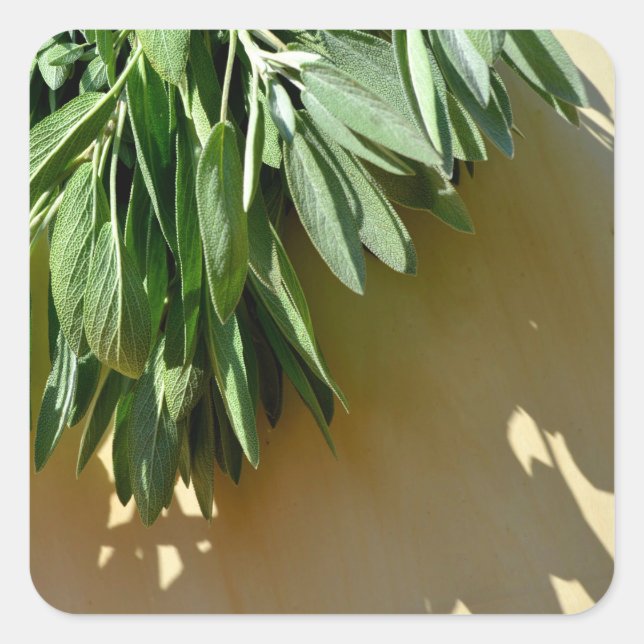 Sticker Carré Élégante plante verte feuille herbes fraîches coup (Devant)