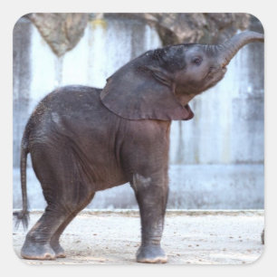 Sticker Carré Eléphant bébé