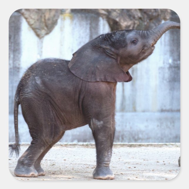 Sticker Carré Eléphant bébé (Devant)