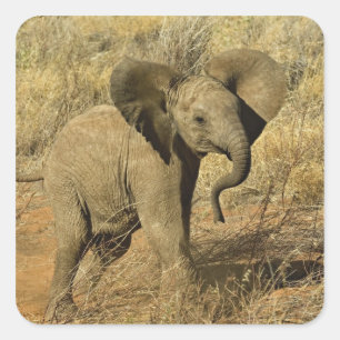 Sticker Carré Éléphant d'Afrique bébé, Loxodonta Africana,