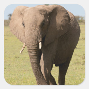 Sticker Carré Éléphant d'Afrique (Loxodonta Africana), Maasai