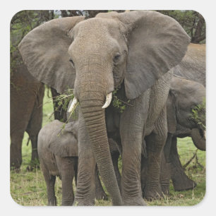Sticker Carré Éléphant d'Afrique Troupeau