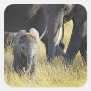 Sticker Carré Éléphant de bébé