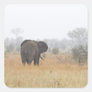 Sticker Carré Éléphant en brouillard de début de la matinée,