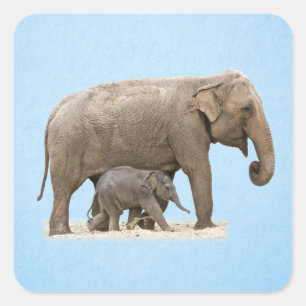 Sticker Carré Eléphant et bébé