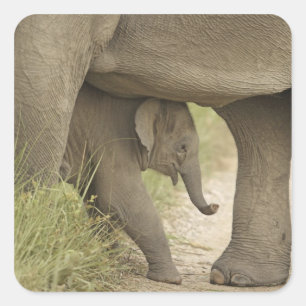 Sticker Carré Éléphant indien / asiatique et jeune, Corbett