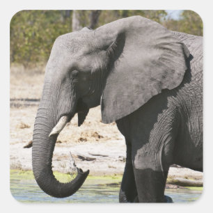 Sticker Carré Elephant (Loxodonta africana), Savute Channel