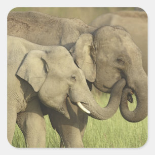 Sticker Carré Éléphants asiatiques indiens