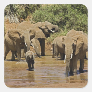 Sticker Carré Éléphants d'Afrique, Loxodonta Africana, Samburu