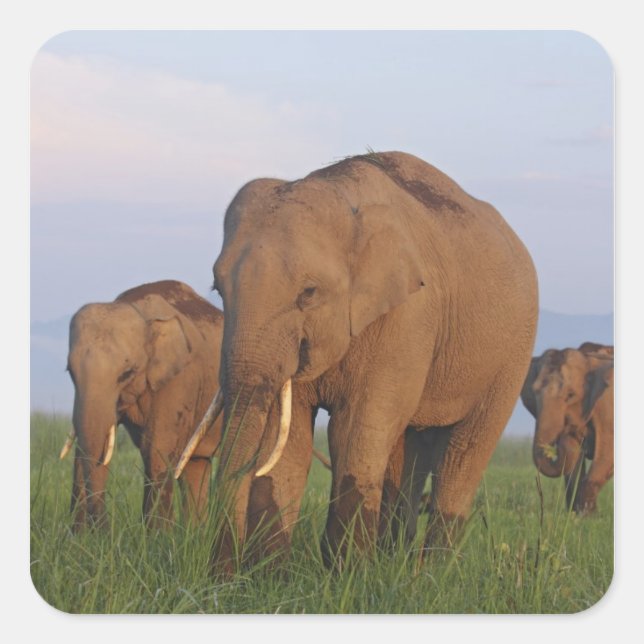 Sticker Carré Éléphants indiens dans la prairie (Devant)