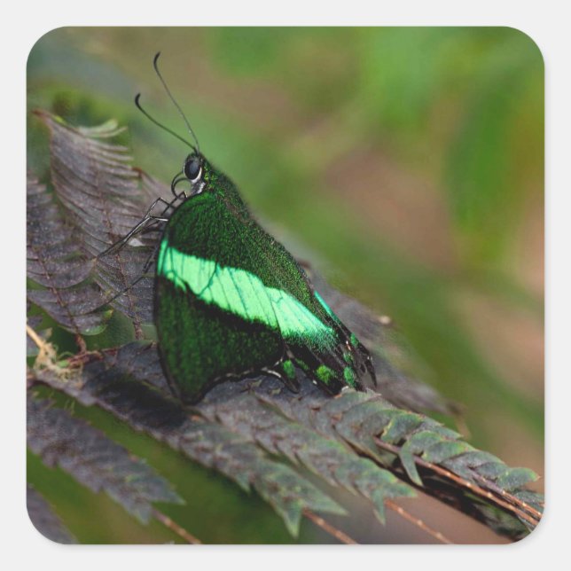 Sticker Carré Emerald Swallowtail (Devant)