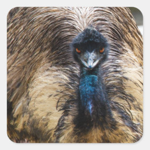 Sticker Carré Emu Bird Animal Faune Nature Photographie