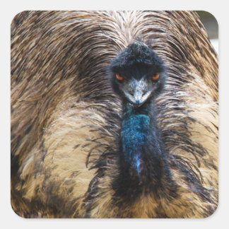 Sticker Carré Emu Bird Animal Faune Nature Photographie