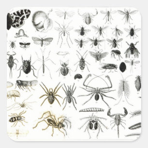 Sticker Carré Entomologie, Myriapoda et Arachnida