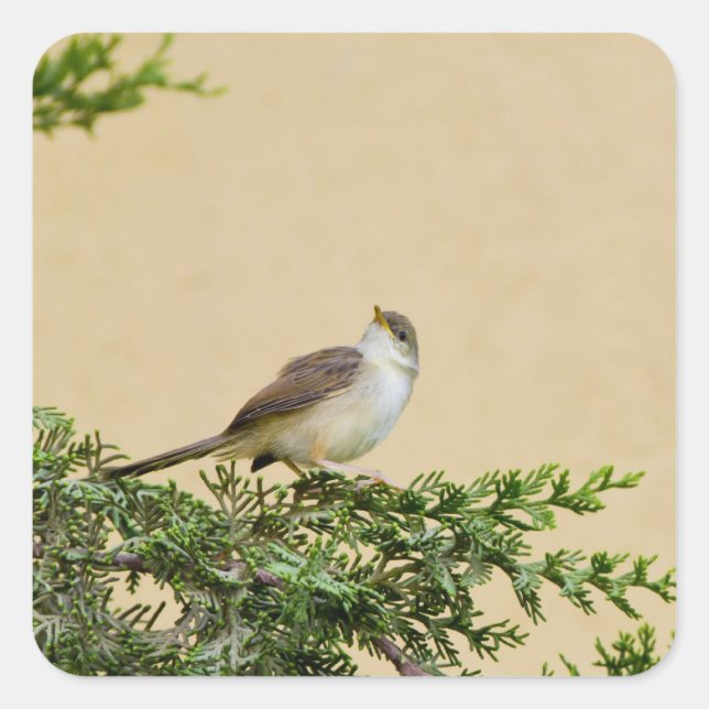 Sticker Carré Épervier (Devant)