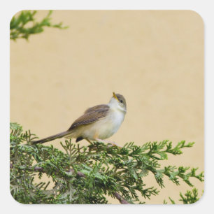 Sticker Carré Épervier