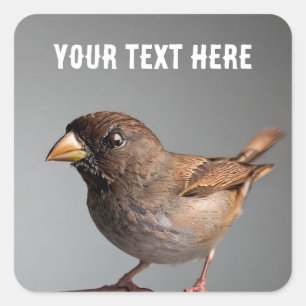 Sticker Carré Épervier